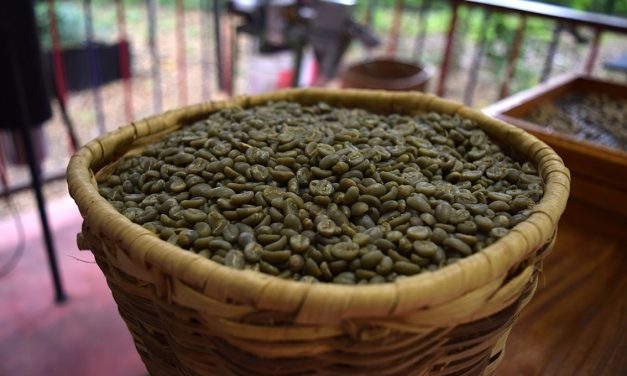 Café verde, un aliado natural para perder peso
